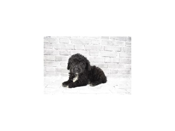 Toy Aussie Poo-DOG-Female-Black-25769-Petland Lake St. Louis & Fenton, MO