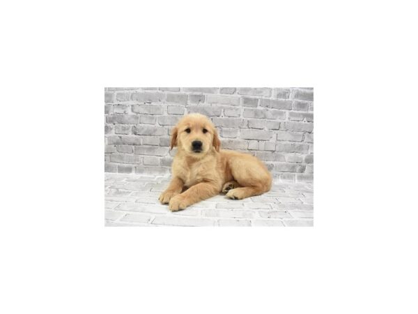 Golden Retriever-DOG-Female-Golden-25766-Petland Lake St. Louis & Fenton, MO