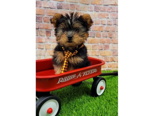 Yorkshire Terrier-DOG-Male-Black / Tan-25735-Petland Lake St. Louis & Fenton, MO