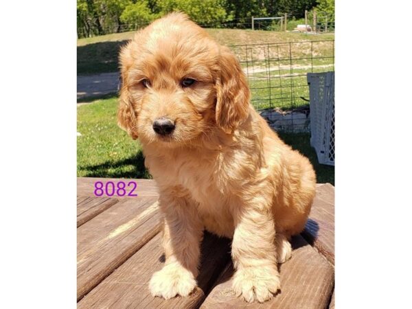 Goldendoodle-DOG-Female-Light Golden-25775-Petland Lake St. Louis & Fenton, MO