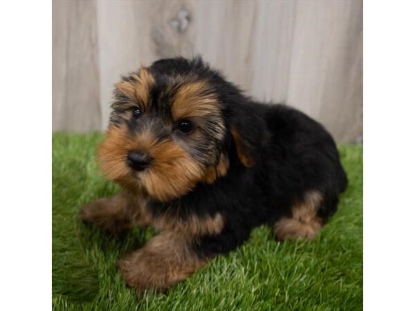 Morkie-DOG-Male-Black / Tan-25781-Petland Lake St. Louis & Fenton, MO