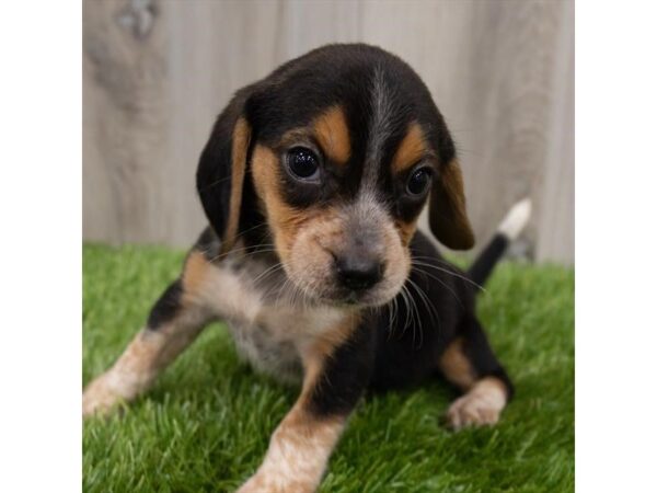 Beagle-DOG-Female-Black White / Tan-25777-Petland Lake St. Louis & Fenton, MO