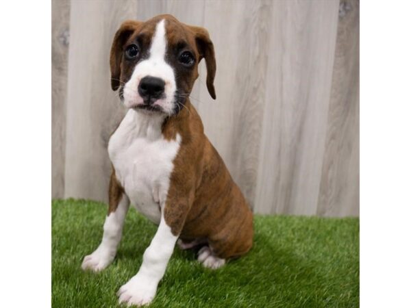 Boxer-DOG-Male-Brindle-25778-Petland Lake St. Louis & Fenton, MO