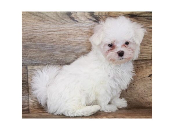 Maltese-DOG-Male-White-25786-Petland Lake St. Louis & Fenton, MO
