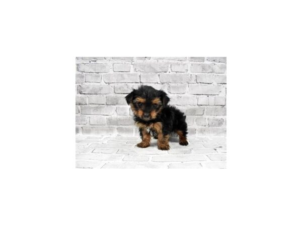 Yorkshire Terrier-DOG-Male-Black and Tan-25792-Petland Lake St. Louis & Fenton, MO