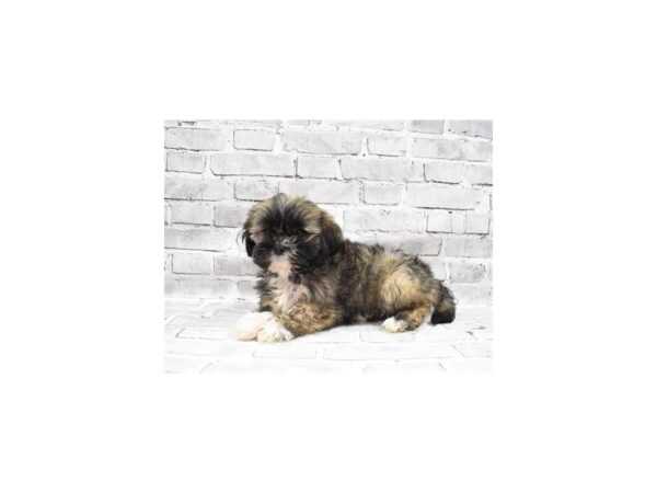Lhasa Apso-DOG-Female-Golden-25791-Petland Lake St. Louis & Fenton, MO