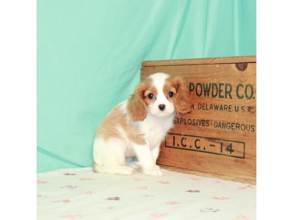 Cavalier King Charles Spaniel-DOG-Female-Blenheim / White-25795-Petland Lake St. Louis & Fenton, MO