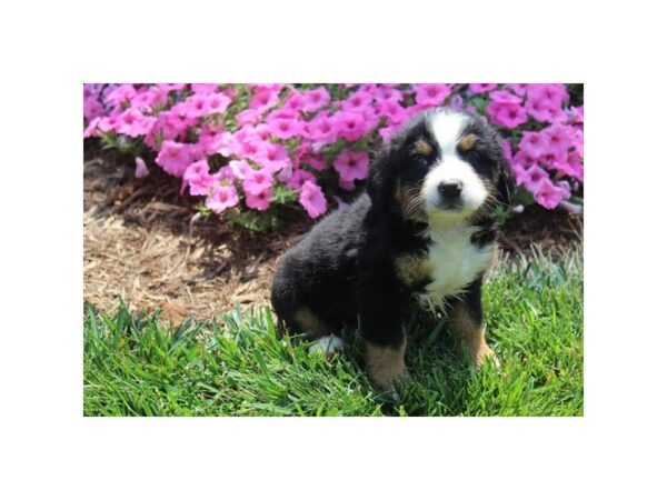 Bernese Mountain Dog-DOG-Male-Black Tan / White-25799-Petland Lake St. Louis & Fenton, MO