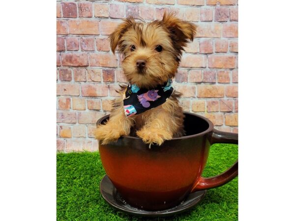 Yorkshire Terrier-DOG-Male-Chocolate / Tan-25757-Petland Lake St. Louis & Fenton, MO