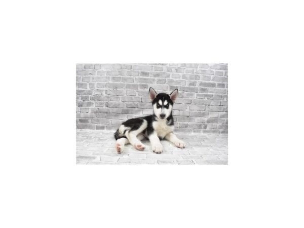 Siberian Husky-DOG-Male-Black and White-25813-Petland Lake St. Louis & Fenton, MO