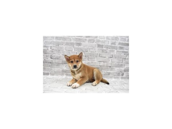 Shiba Inu DOG Male Red 25839 Petland Lake St. Louis & Fenton, MO