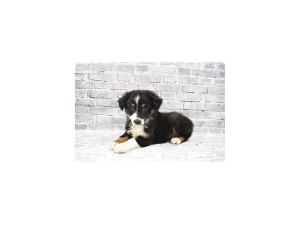 Australian Shepherd-DOG-Female-Black and White-25811-Petland Lake St. Louis & Fenton, MO