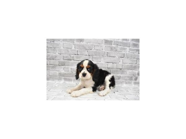 Cavalier King Charles Spaniel-DOG-Male-Black and White-25812-Petland Lake St. Louis & Fenton, MO