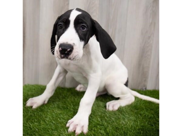 Great Dane-DOG-Male-white and black-25817-Petland Lake St. Louis & Fenton, MO