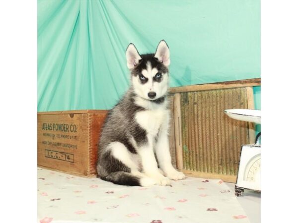 Siberian Husky-DOG-Female-Black / White-25833-Petland Lake St. Louis & Fenton, MO