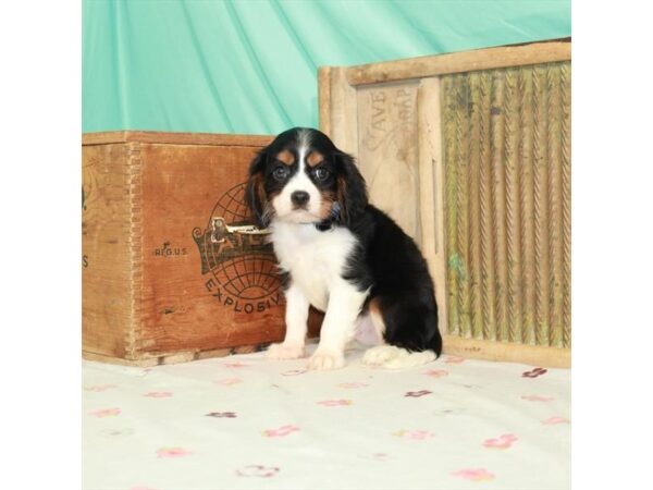 Cavalier King Charles Spaniel DOG Male Black White / Tan 25832 Petland Lake St. Louis & Fenton, MO