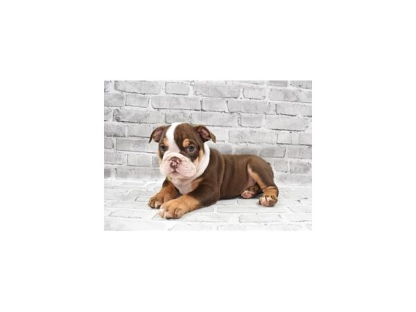 English Bulldog-DOG-Male-Bronze-25837-Petland Lake St. Louis & Fenton, MO
