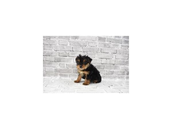 Yorkshire Terrier-DOG-Female-Black and Tan-25840-Petland Lake St. Louis & Fenton, MO
