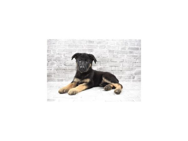 German Shepherd-DOG-Female-Black and Tan-25838-Petland Lake St. Louis & Fenton, MO