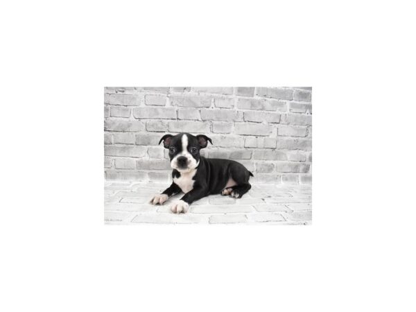 Boston Terrier-DOG-Female-Black and White-25836-Petland Lake St. Louis & Fenton, MO