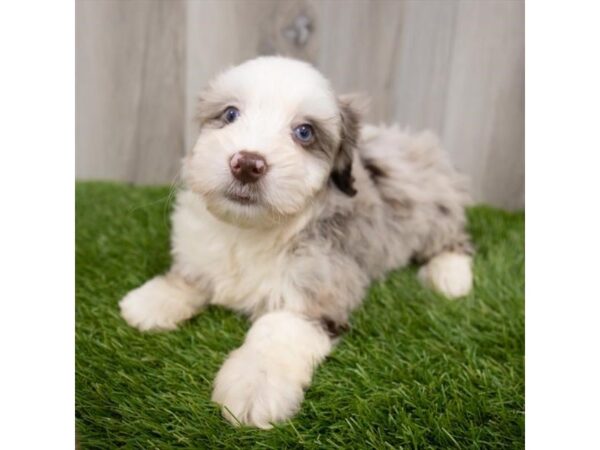 Miniature Aussiedoodle-DOG-Female-Blue Merle-25851-Petland Lake St. Louis & Fenton, MO