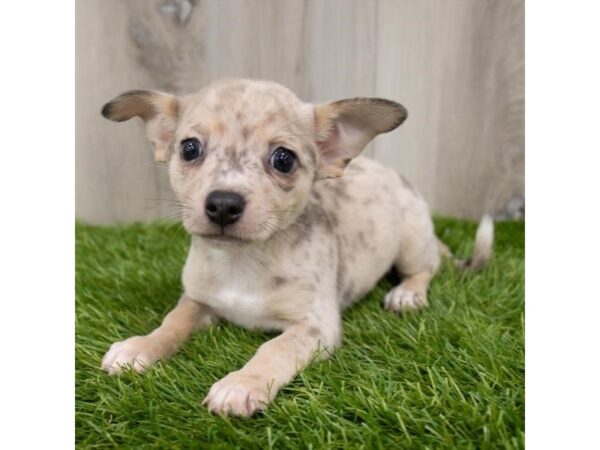 Chihuahua-DOG-Male-Blue Merle-25845-Petland Lake St. Louis & Fenton, MO