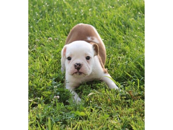 Olde English Bulldog-DOG-Male--25863-Petland Lake St. Louis & Fenton, MO