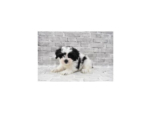 Teddy Bear-DOG-Female-Black and White-25866-Petland Lake St. Louis & Fenton, MO