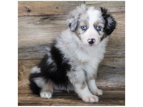 Miniature Australian Shepherd-DOG-Male-Blue Merle-25872-Petland Lake St. Louis & Fenton, MO