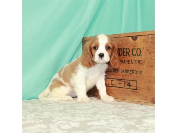 Cavalier King Charles Spaniel-DOG-Female-Blenheim / White-25874-Petland Lake St. Louis & Fenton, MO