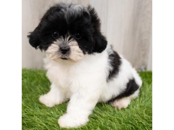 Teddy Bear-DOG-Female-Black / White-25883-Petland Lake St. Louis & Fenton, MO