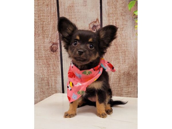 Chihuahua-DOG-Female-Black / Tan-25870-Petland Lake St. Louis & Fenton, MO