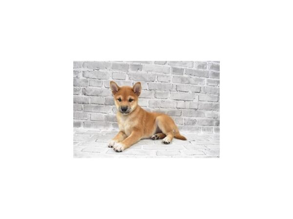 Shiba Inu-DOG-Female-Red-25899-Petland Lake St. Louis & Fenton, MO