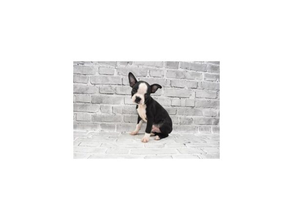 Boston Terrier-DOG-Male-Black and White-25901-Petland Lake St. Louis & Fenton, MO