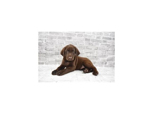 Labrador Retriever-DOG-Male-Chocolate-25897-Petland Lake St. Louis & Fenton, MO