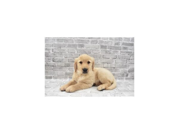 Golden Retriever-DOG-Female-Light Golden-25896-Petland Lake St. Louis & Fenton, MO