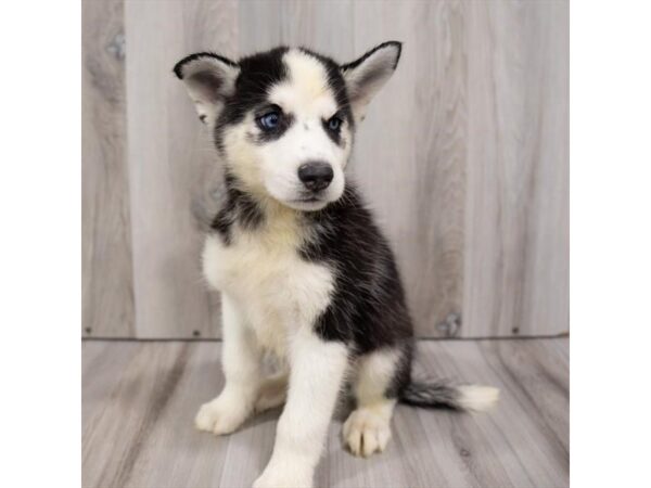Siberian Husky-DOG-Male-Black / White-25915-Petland Lake St. Louis & Fenton, MO