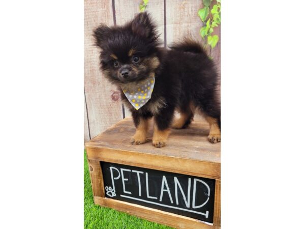 Pomeranian-DOG-Male-Black and Tan-25909-Petland Lake St. Louis & Fenton, MO