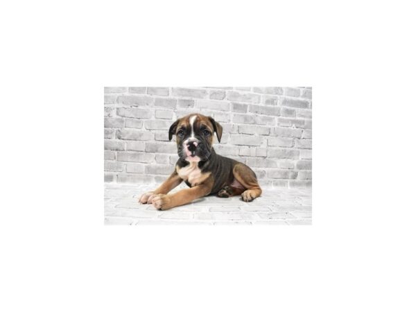 Old English Bulldog-DOG-Female-Red-25932-Petland Lake St. Louis & Fenton, MO