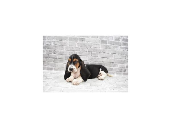 Basset Hound-DOG-Female-Black White and Tan-25928-Petland Lake St. Louis & Fenton, MO