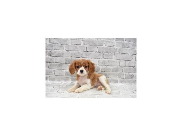 Cavalier King Charles Spaniel-DOG-Female-Blenheim-25929-Petland Lake St. Louis & Fenton, MO