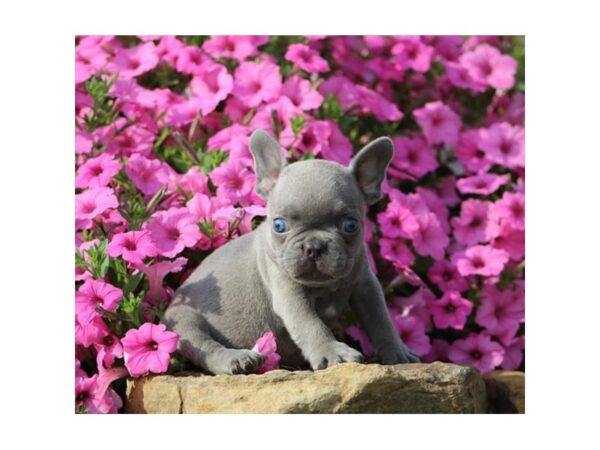 French Bulldog-DOG-Male-Lilac-25938-Petland Lake St. Louis & Fenton, MO