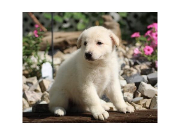 German Shepherd-DOG-Female-White-25940-Petland Lake St. Louis & Fenton, MO