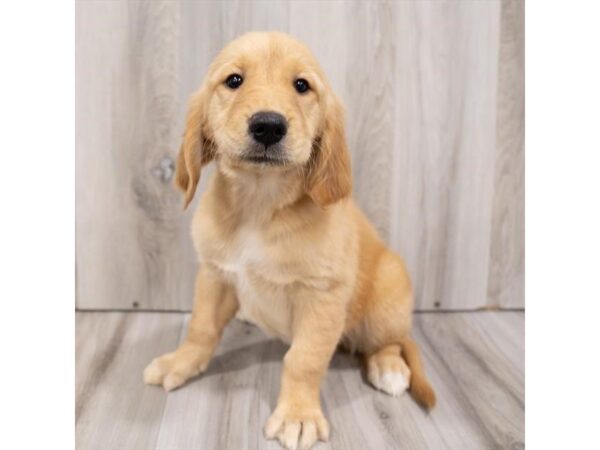 Golden Retriever-DOG-Female-Golden-25942-Petland Lake St. Louis & Fenton, MO