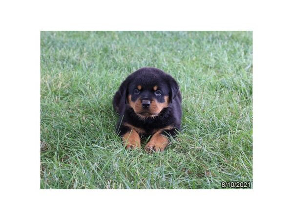 Rottweiler-DOG-Male-Black / Tan-25959-Petland Lake St. Louis & Fenton, MO