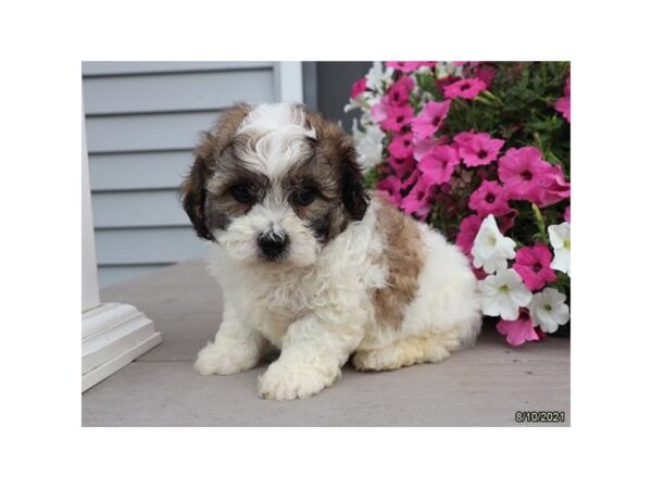 Teddy Bear-DOG-Male-Brown / White-25962-Petland Lake St. Louis & Fenton, MO
