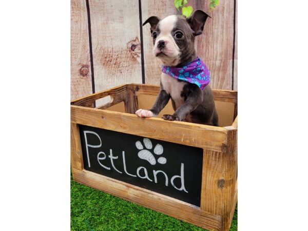 Boston Terrier-DOG-Female-BLUE & WHITE-25937-Petland Lake St. Louis & Fenton, MO