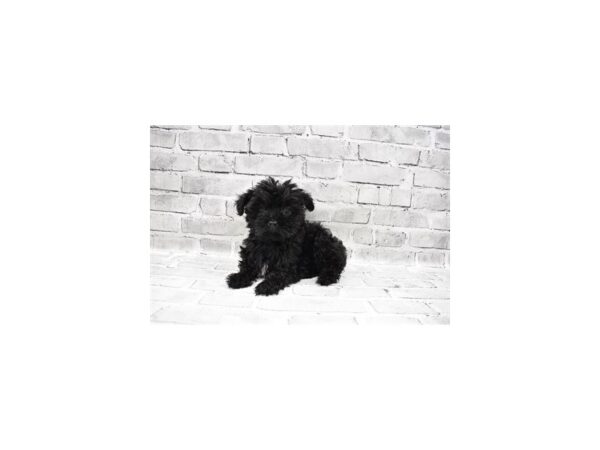 Yorkiepoo-DOG-Female-Black-25965-Petland Lake St. Louis & Fenton, MO