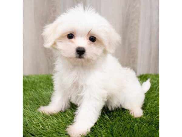 Maltese-DOG-Female-White-25973-Petland Lake St. Louis & Fenton, MO