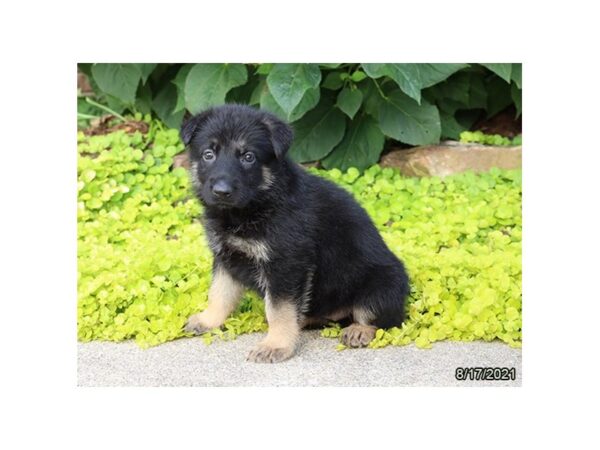 German Shepherd-DOG-Female-Black / Tan-25991-Petland Lake St. Louis & Fenton, MO